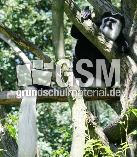Guereza-Affe-2.jpg
